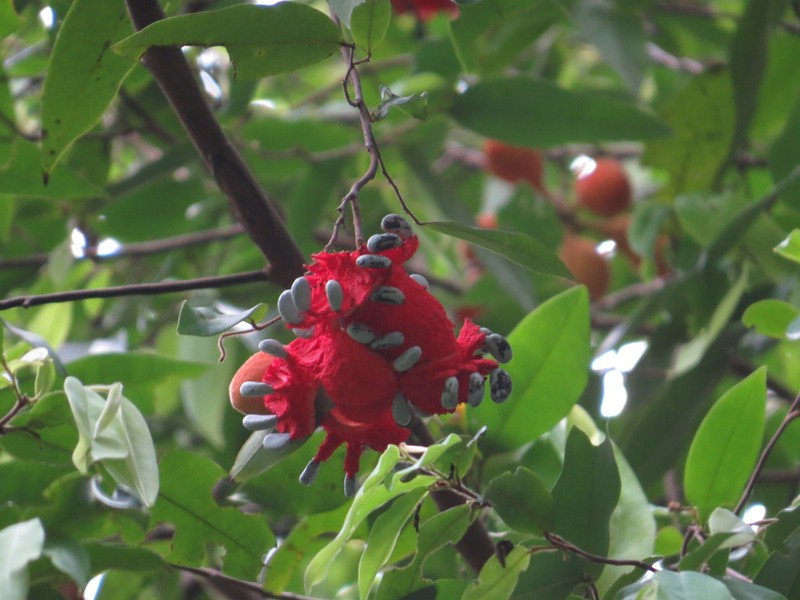 Xylopia maccreae photo 5