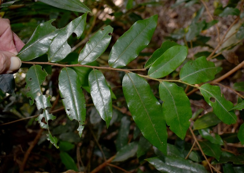 Xylopia maccreae photo 6