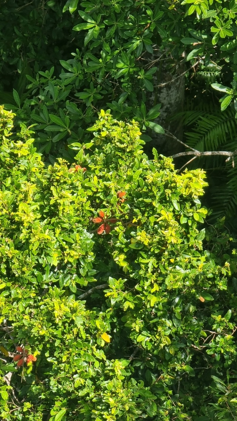 Xylopia maccreae photo 7
