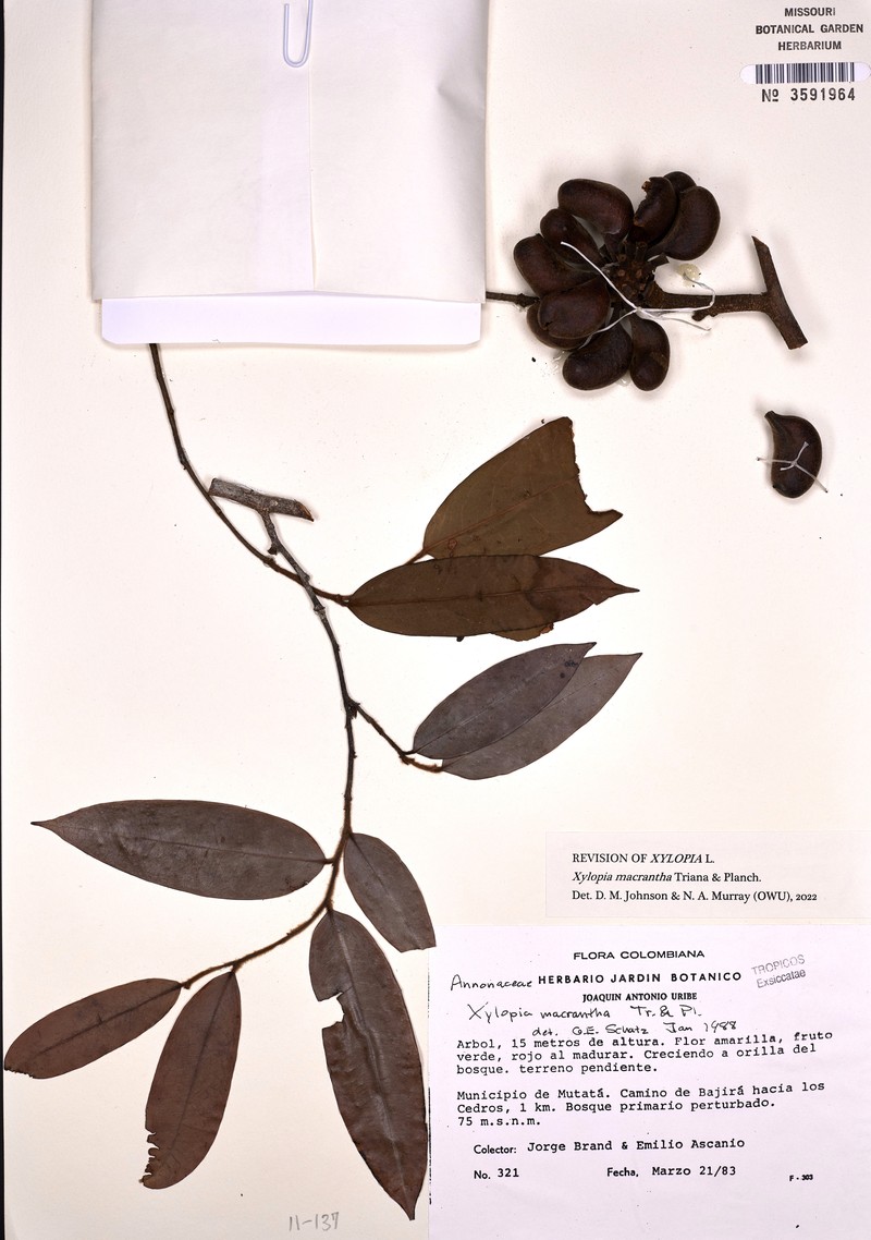 Xylopia macrantha