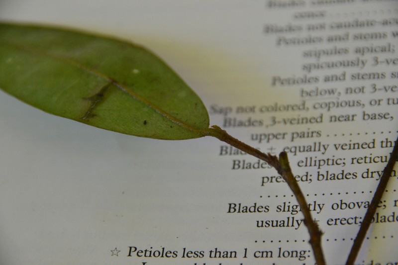 Xylopia macrantha photo 2