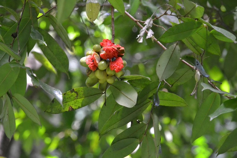 Xylopia macrantha photo 3