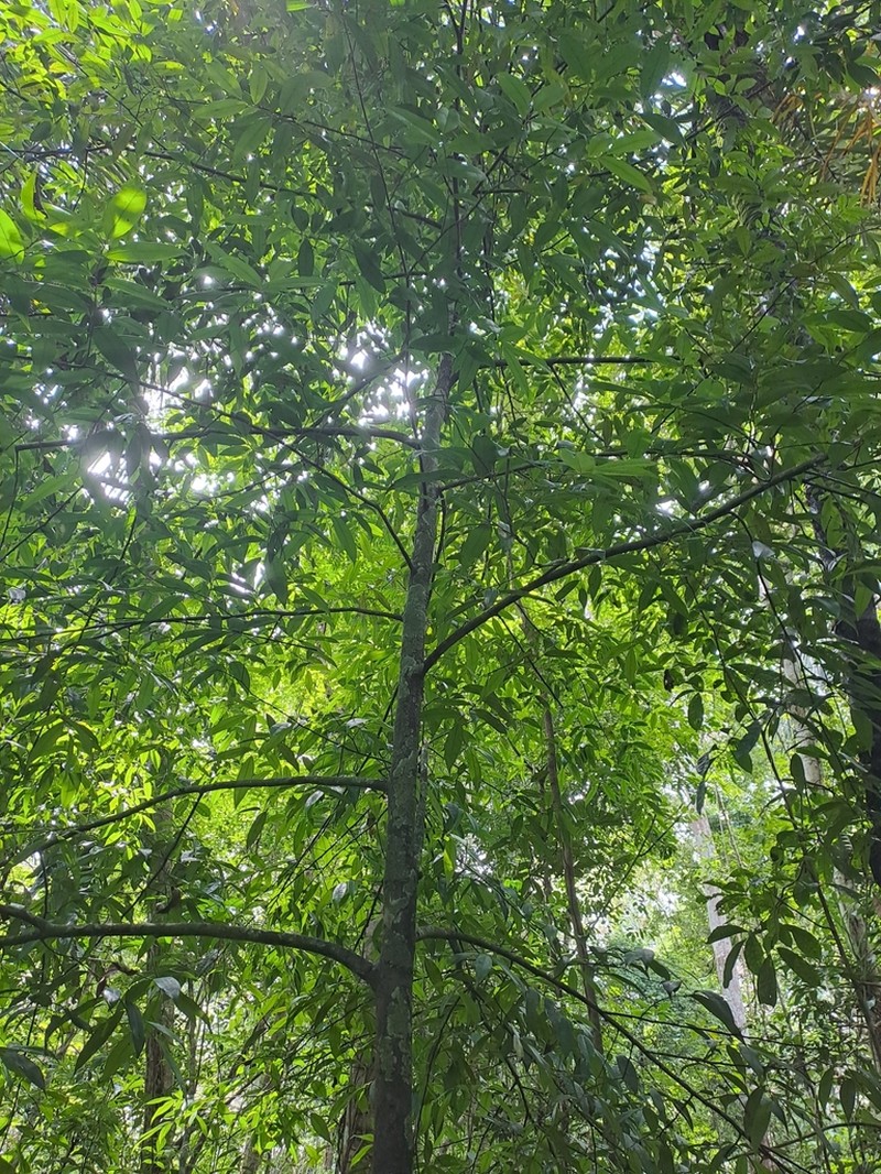 Xylopia macrantha photo 4