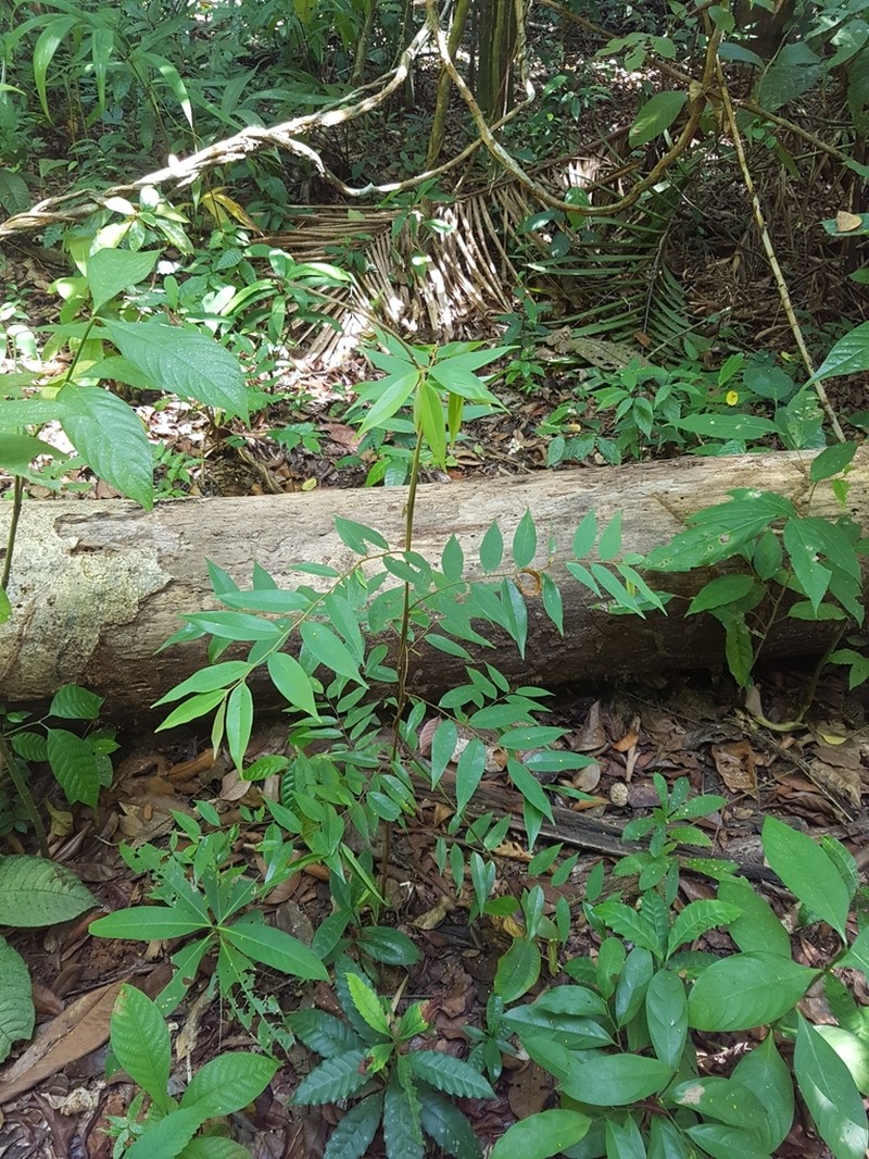 Xylopia macrantha photo 5