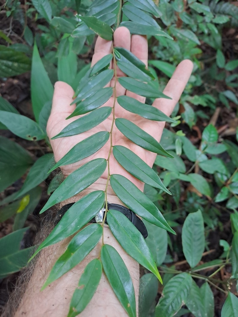 Xylopia macrantha photo 6