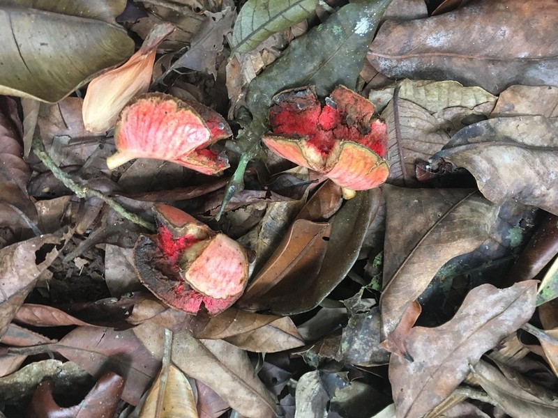 Xylopia macrantha photo 7