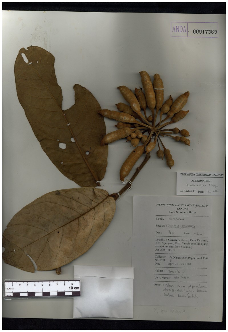 Xylopia magna