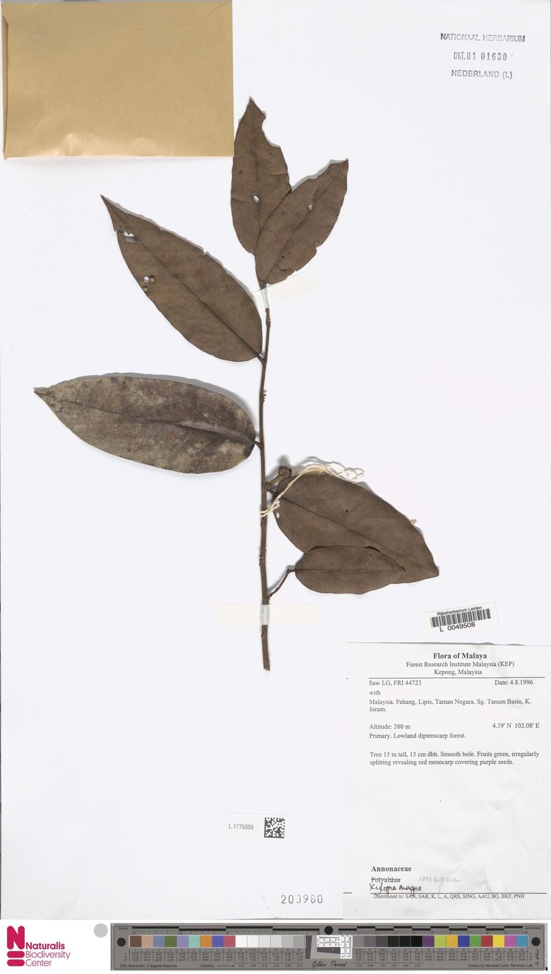 Xylopia magna photo 2