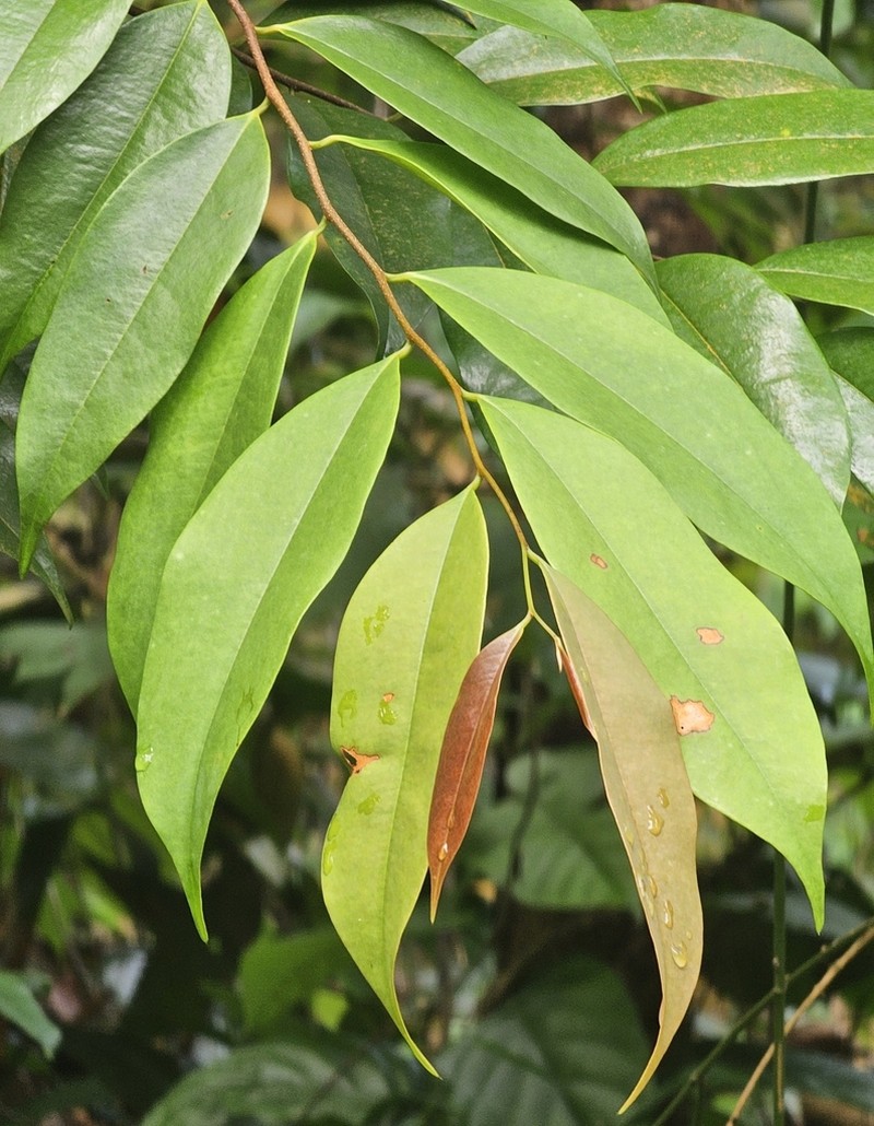 Xylopia malayana