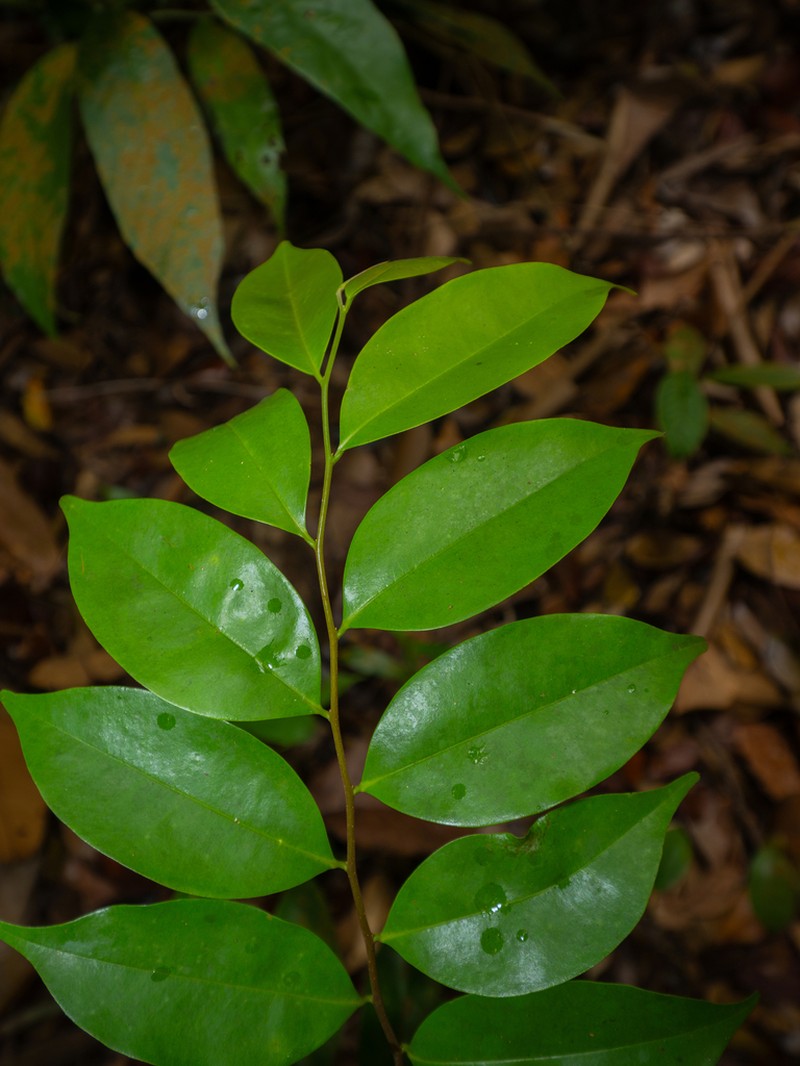 Xylopia malayana photo 2
