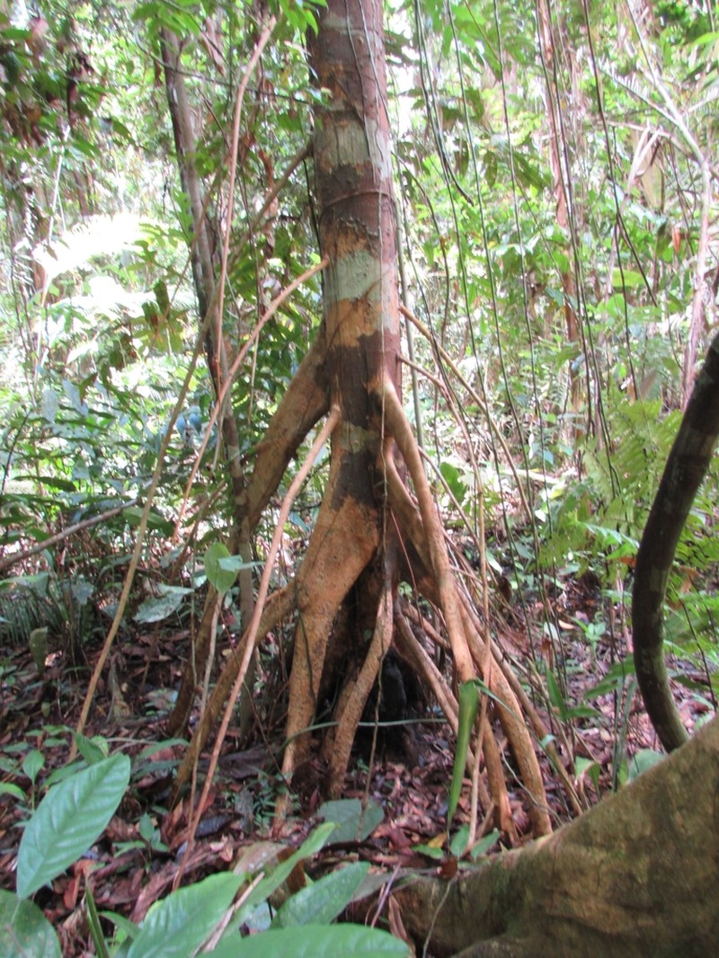 Xylopia malayana photo 4