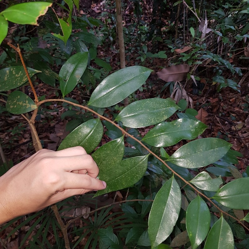 Xylopia malayana photo 6
