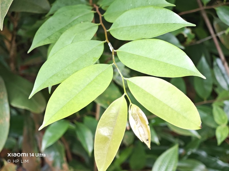 Xylopia malayana photo 7