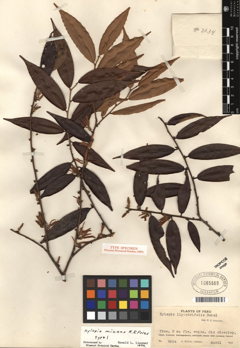 Xylopia micans