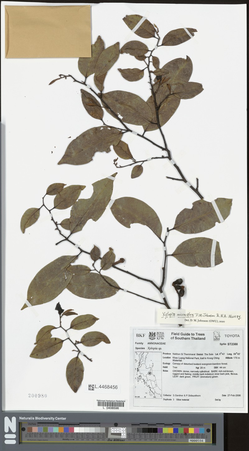 Xylopia microcalyx