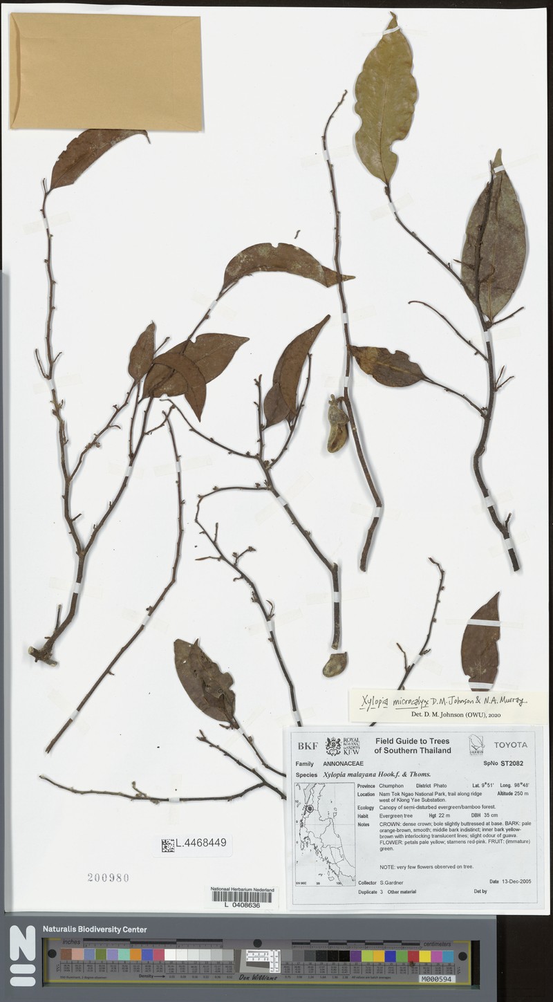 Xylopia microcalyx photo 2