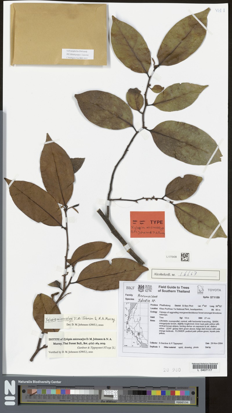Xylopia microcalyx photo 3