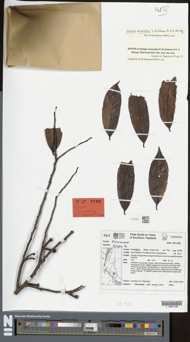 Xylopia microcalyx photo 4