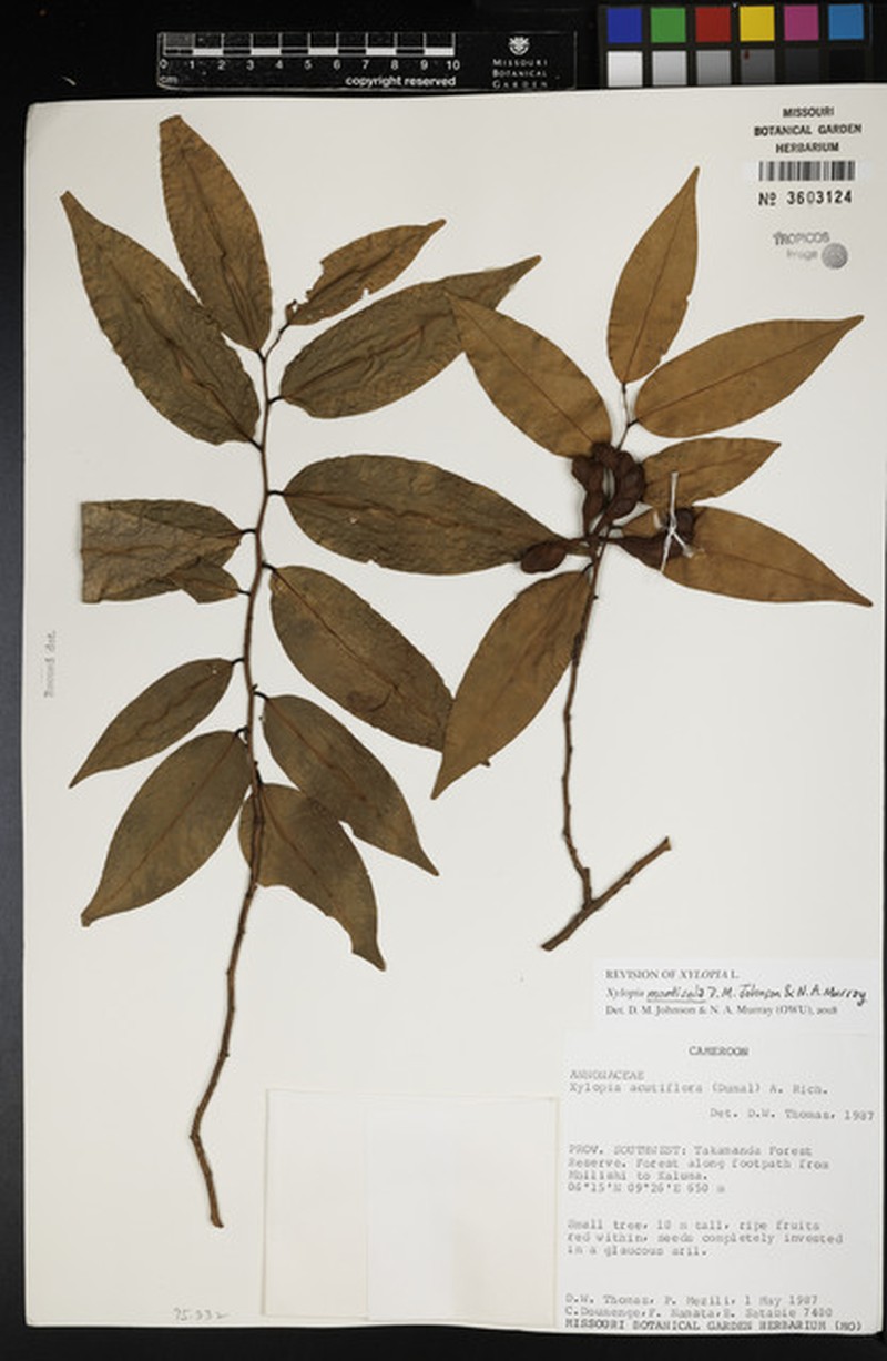 Xylopia monticola