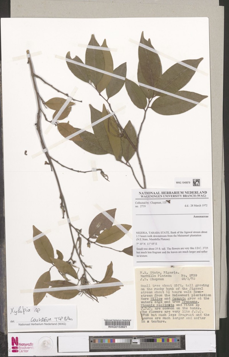 Xylopia monticola photo 4