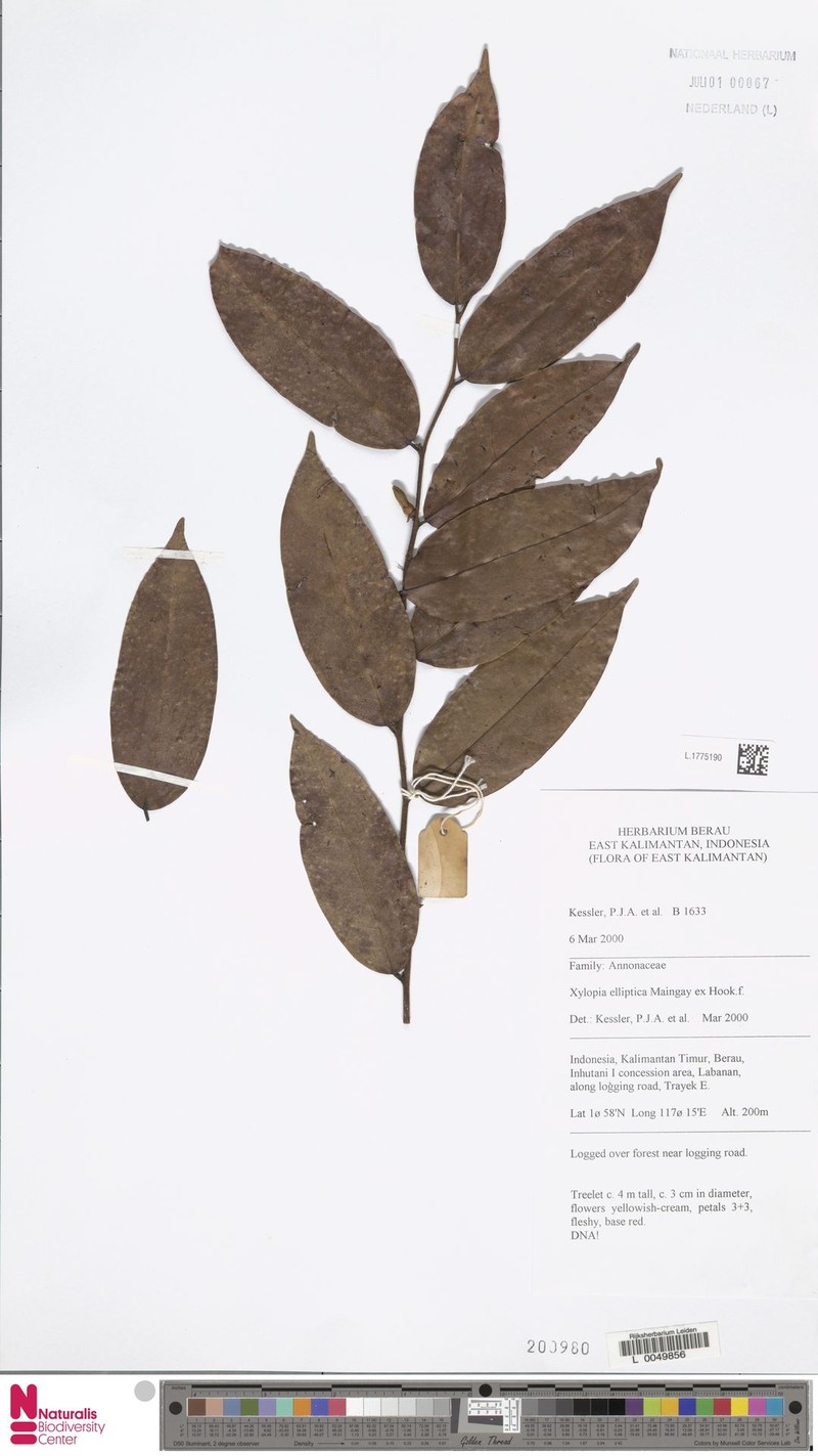 Xylopia mucronata