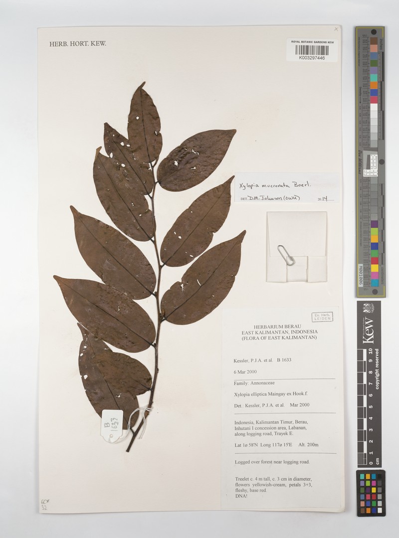 Xylopia mucronata photo 2