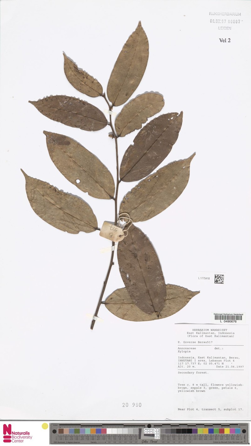 Xylopia mucronata photo 3
