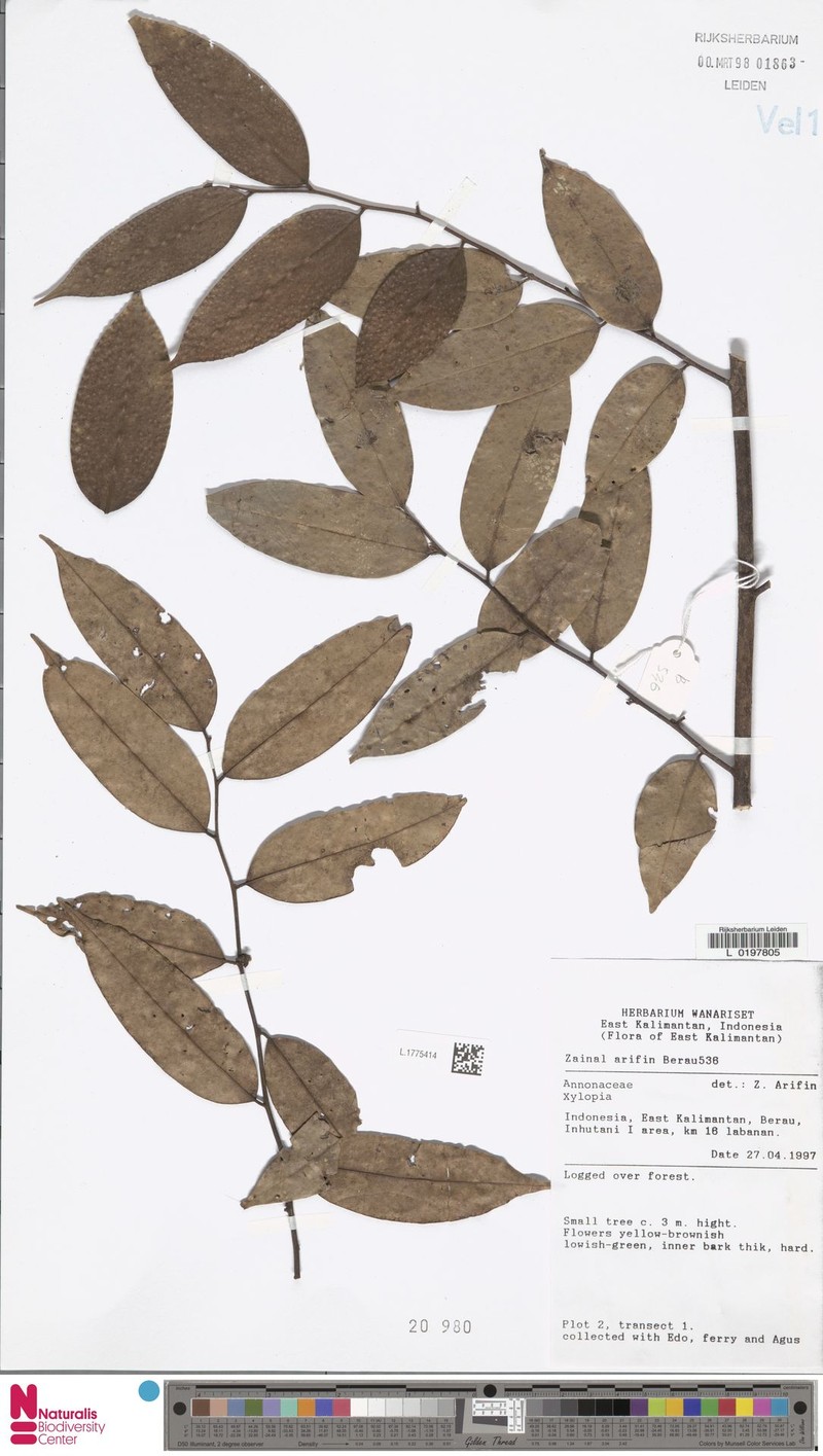 Xylopia mucronata photo 4
