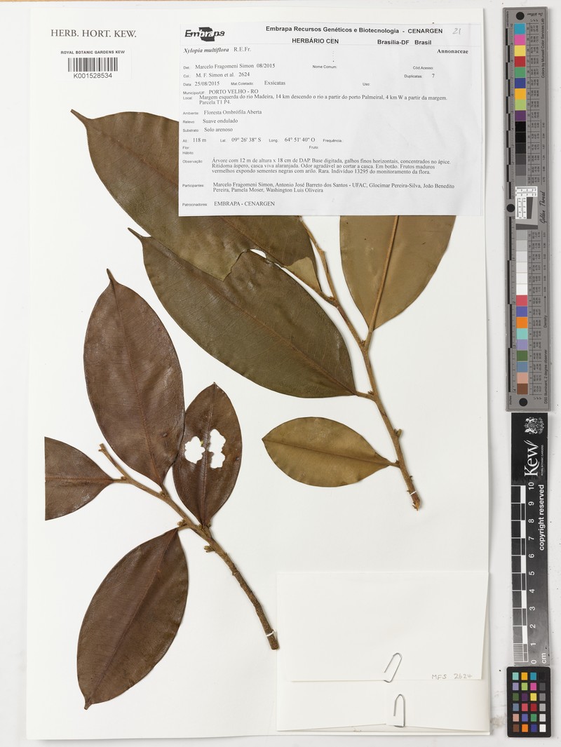 Xylopia multiflora