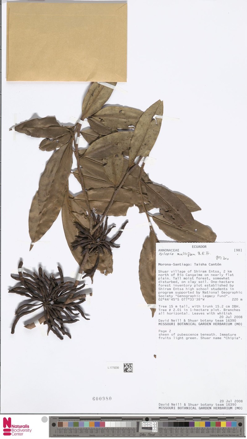 Xylopia multiflora photo 2