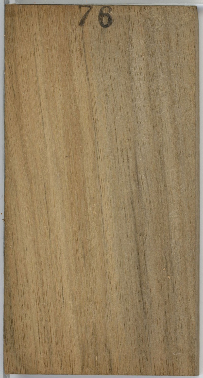 Xylopia muricata