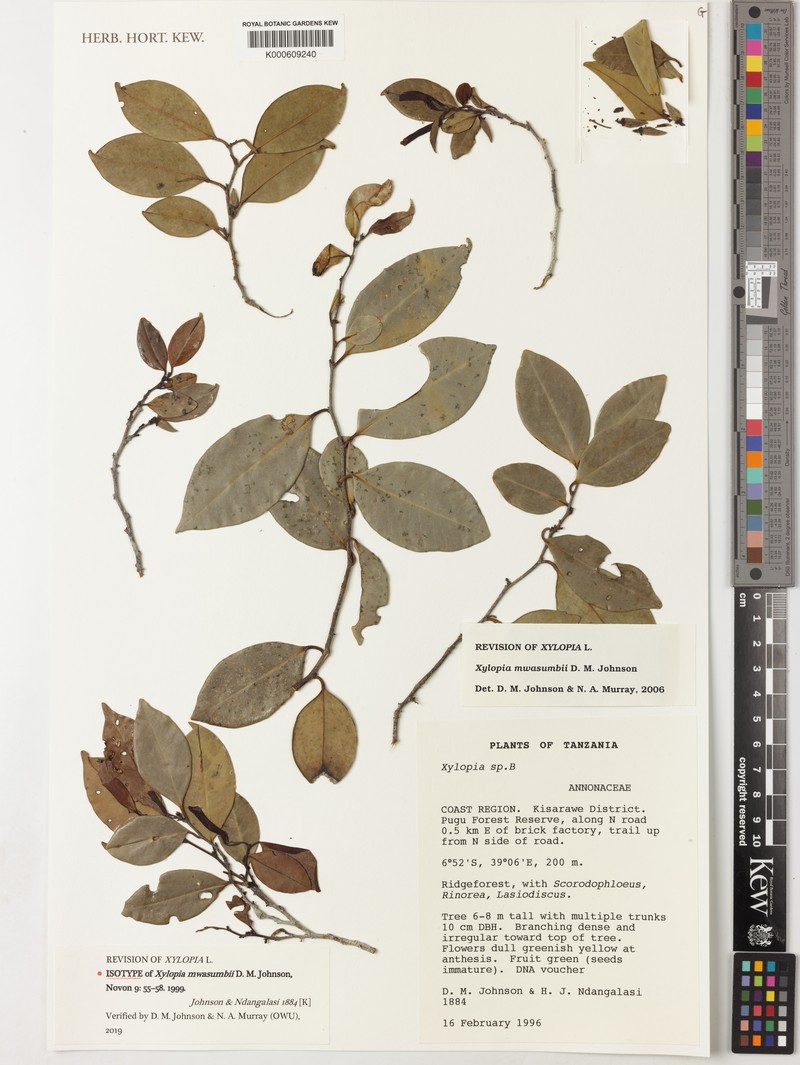 Xylopia mwasumbii