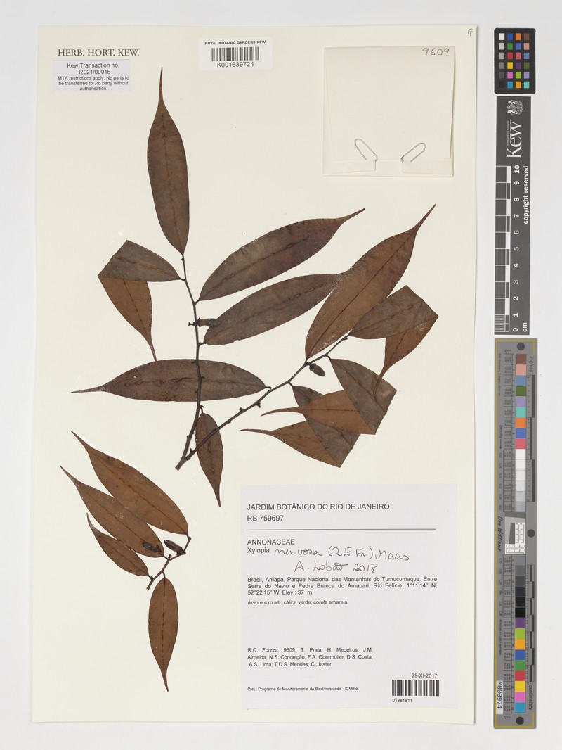 Xylopia nervosa