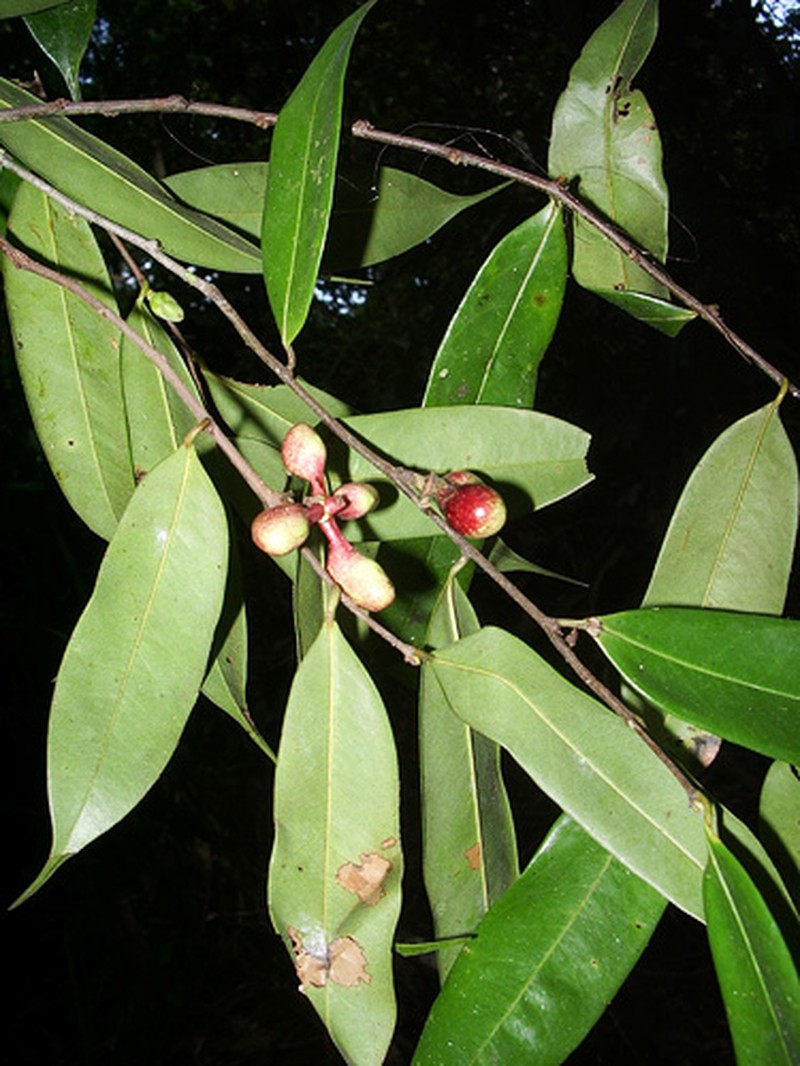 Xylopia nervosa photo 2