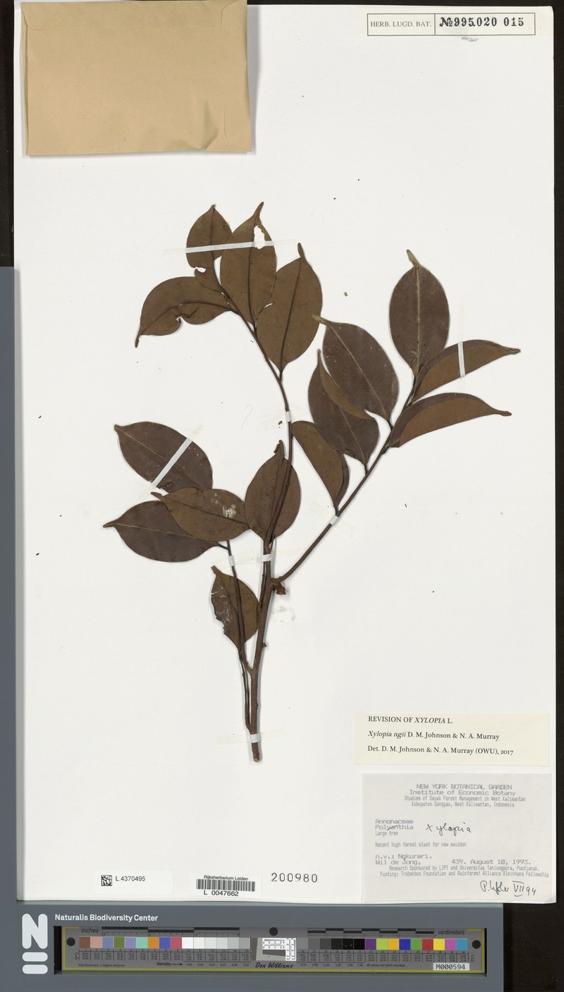 Xylopia ngii