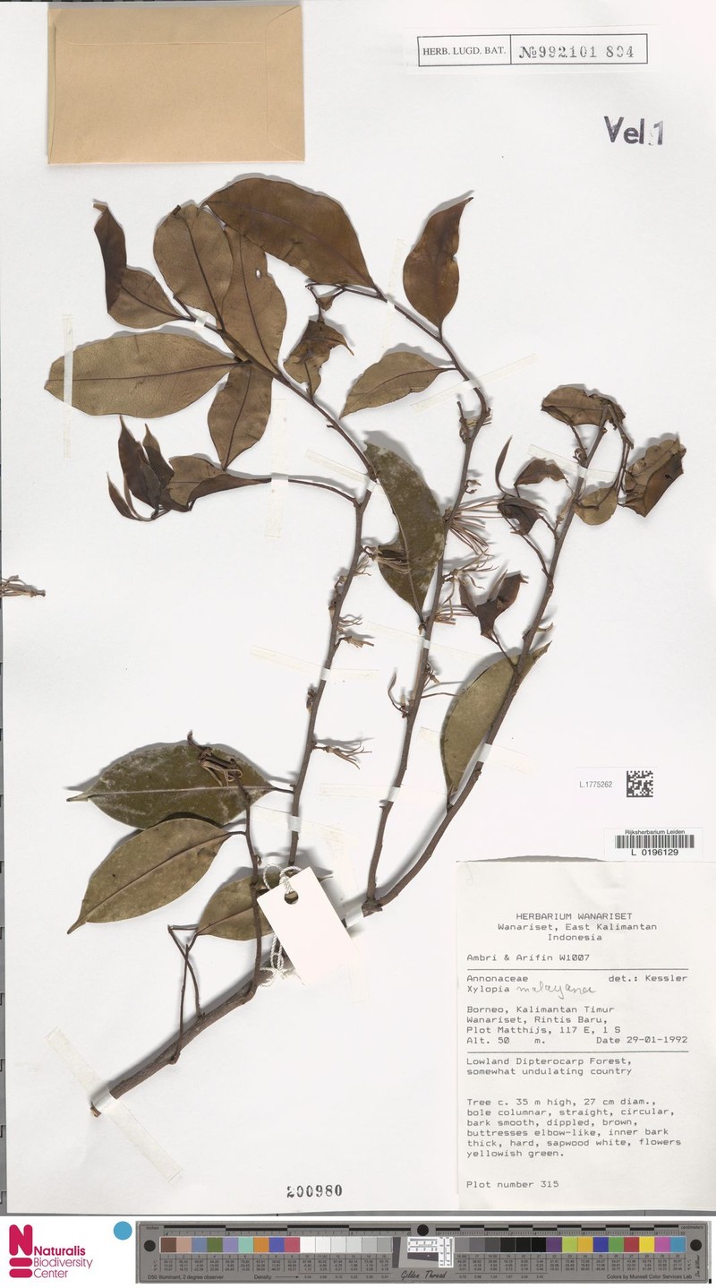 Xylopia ngii photo 2