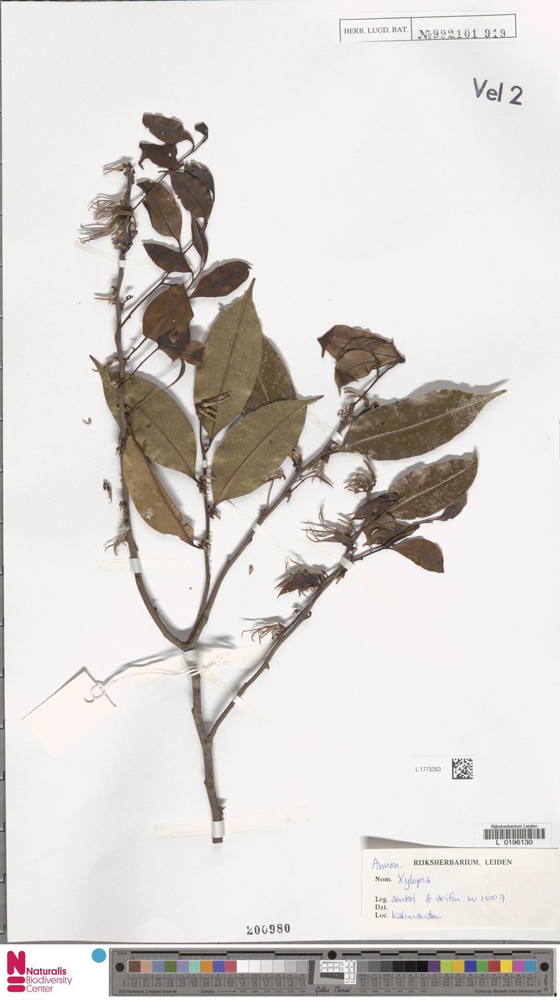 Xylopia ngii photo 3
