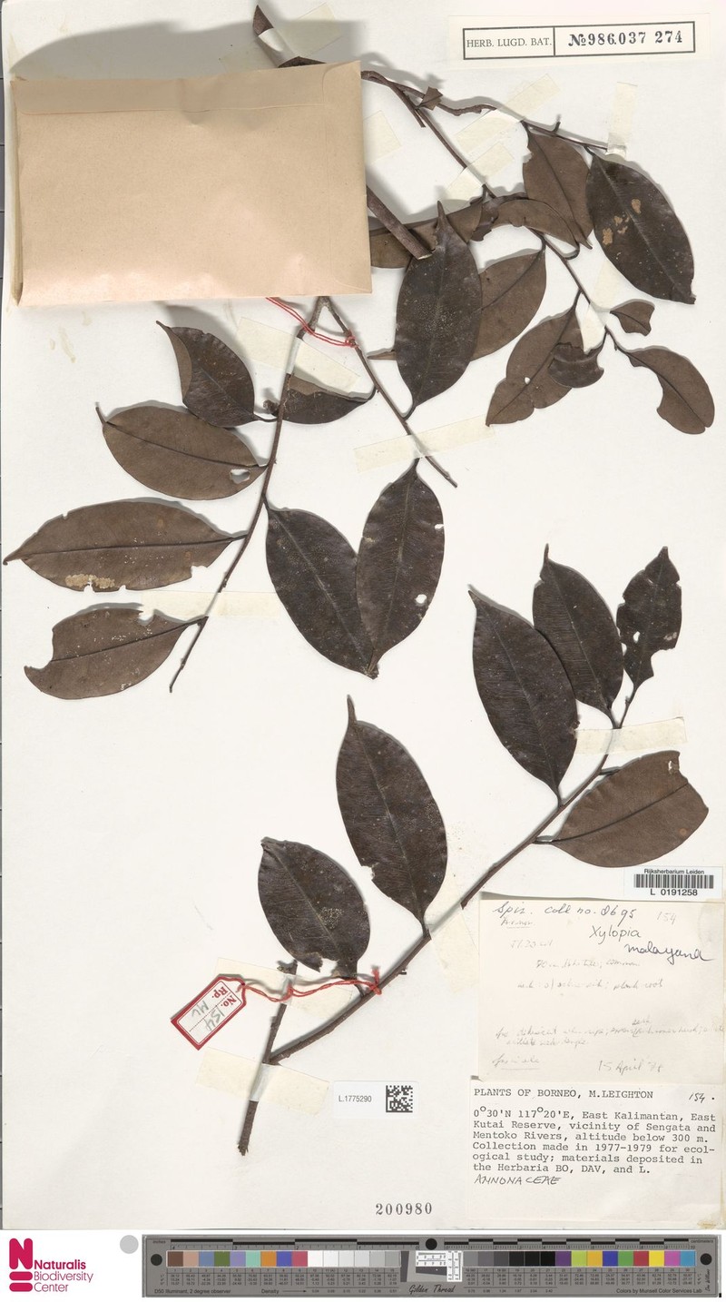 Xylopia ngii photo 4