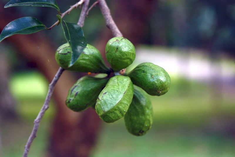 Xylopia nigricans