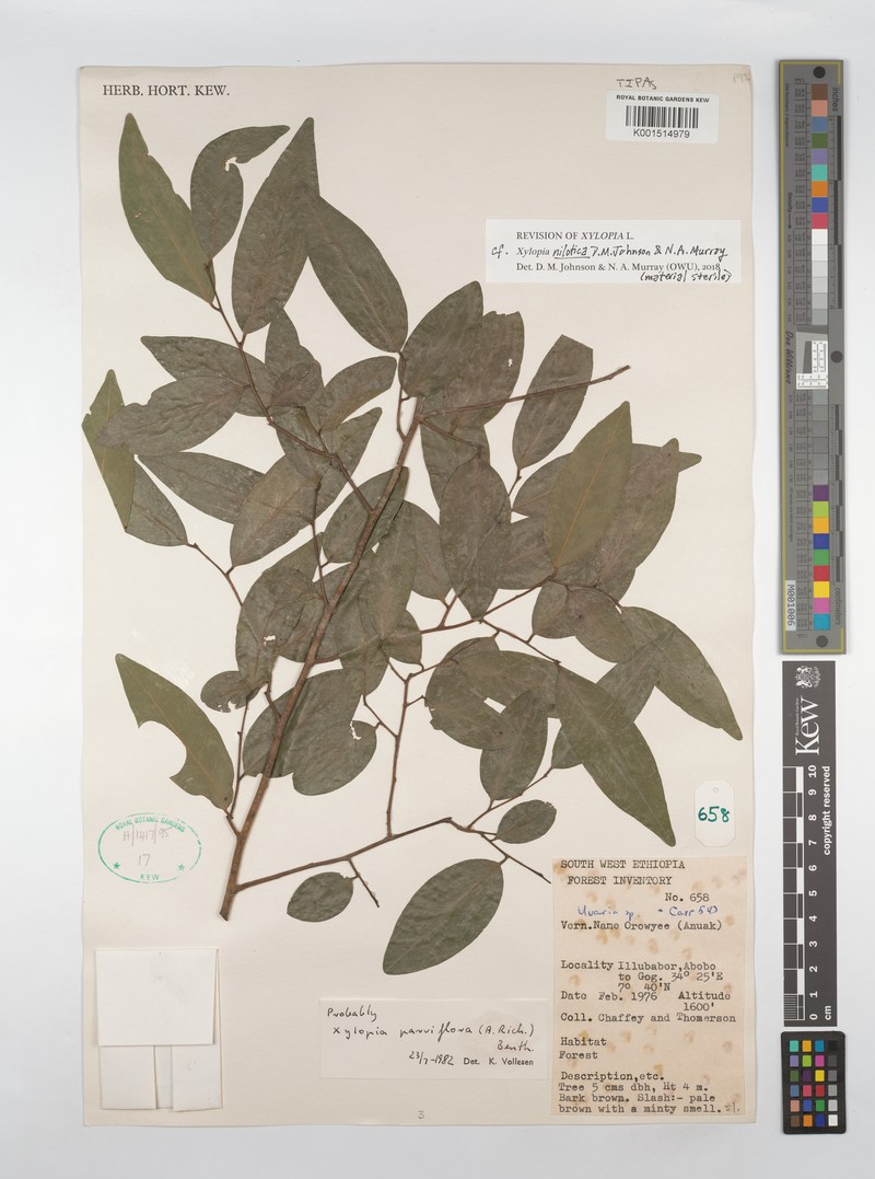 Xylopia nilotica