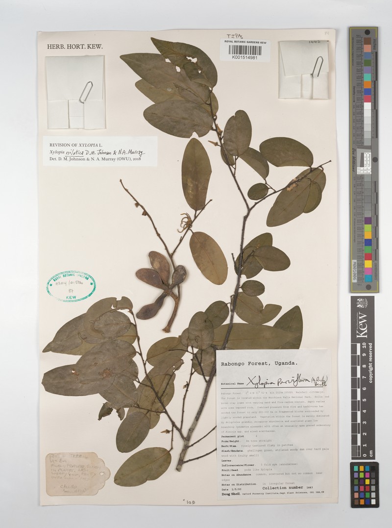 Xylopia nilotica photo 2