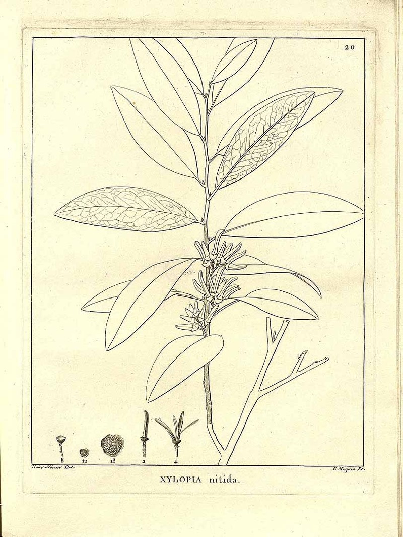 Xylopia nitida