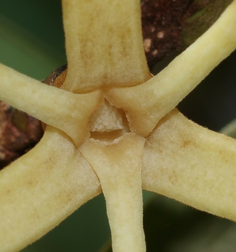 Xylopia nitida photo 2