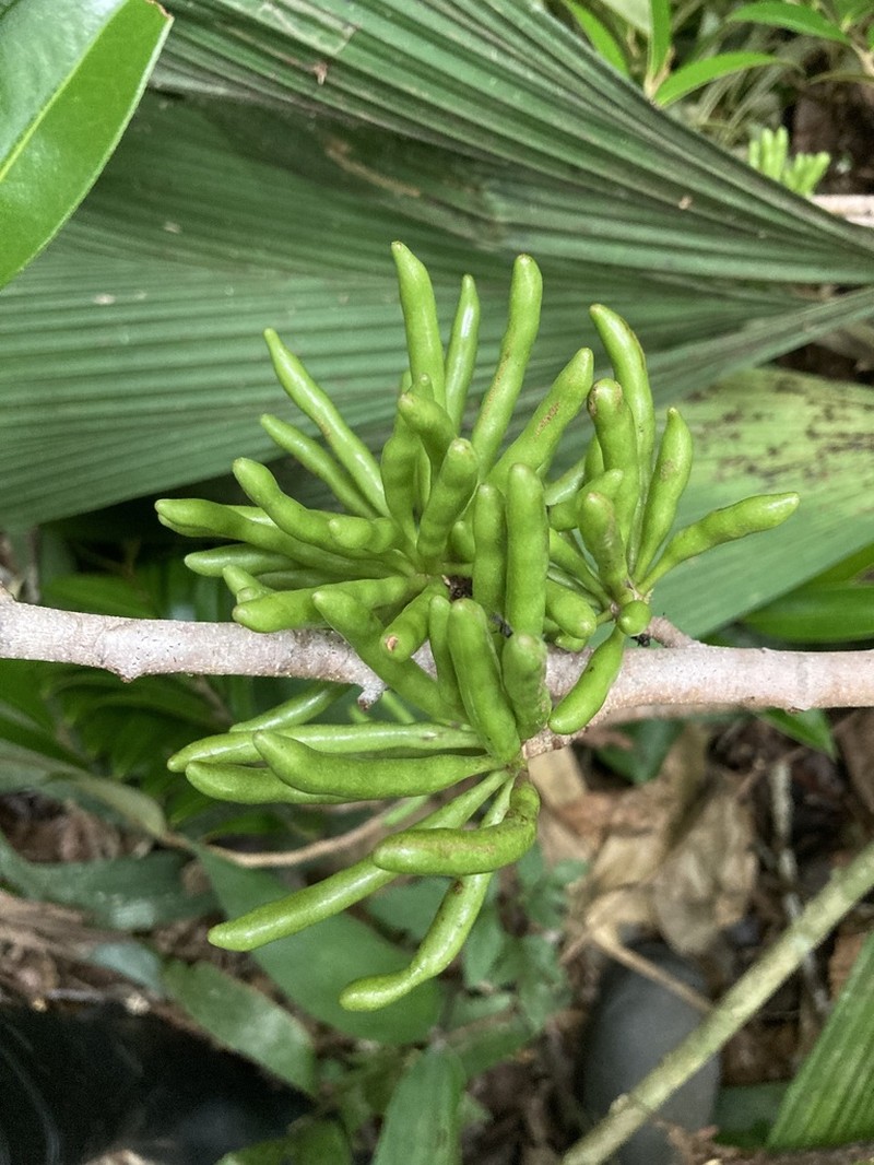Xylopia nitida photo 3