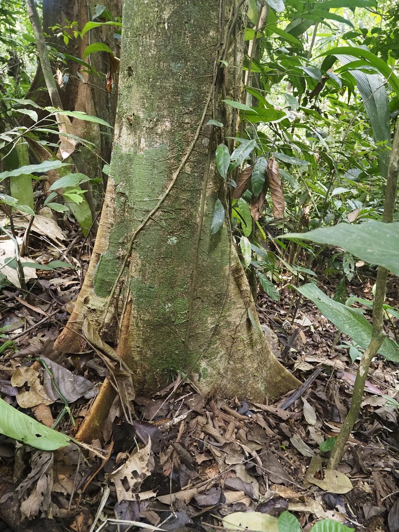 Xylopia nitida photo 4