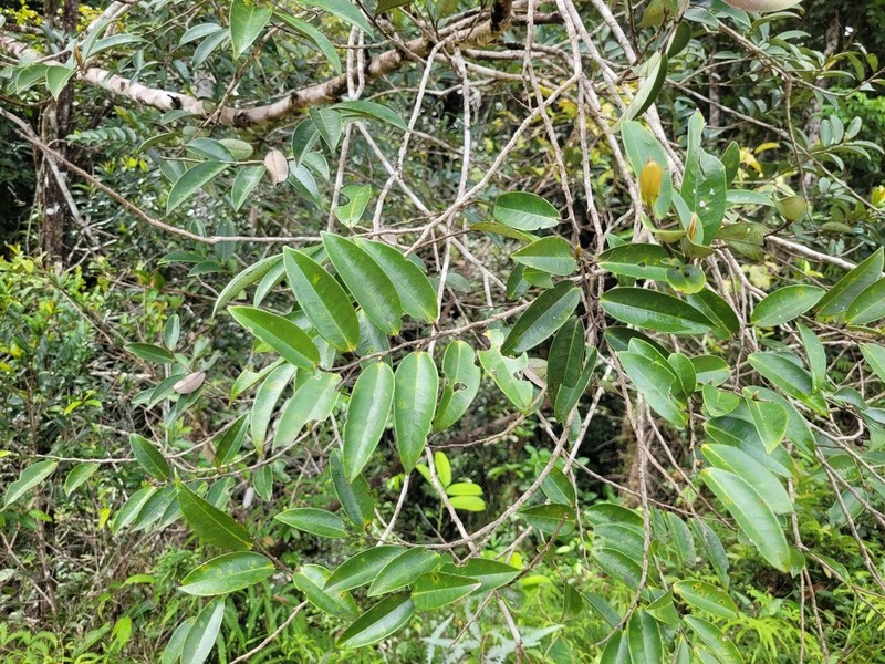 Xylopia nitida photo 6