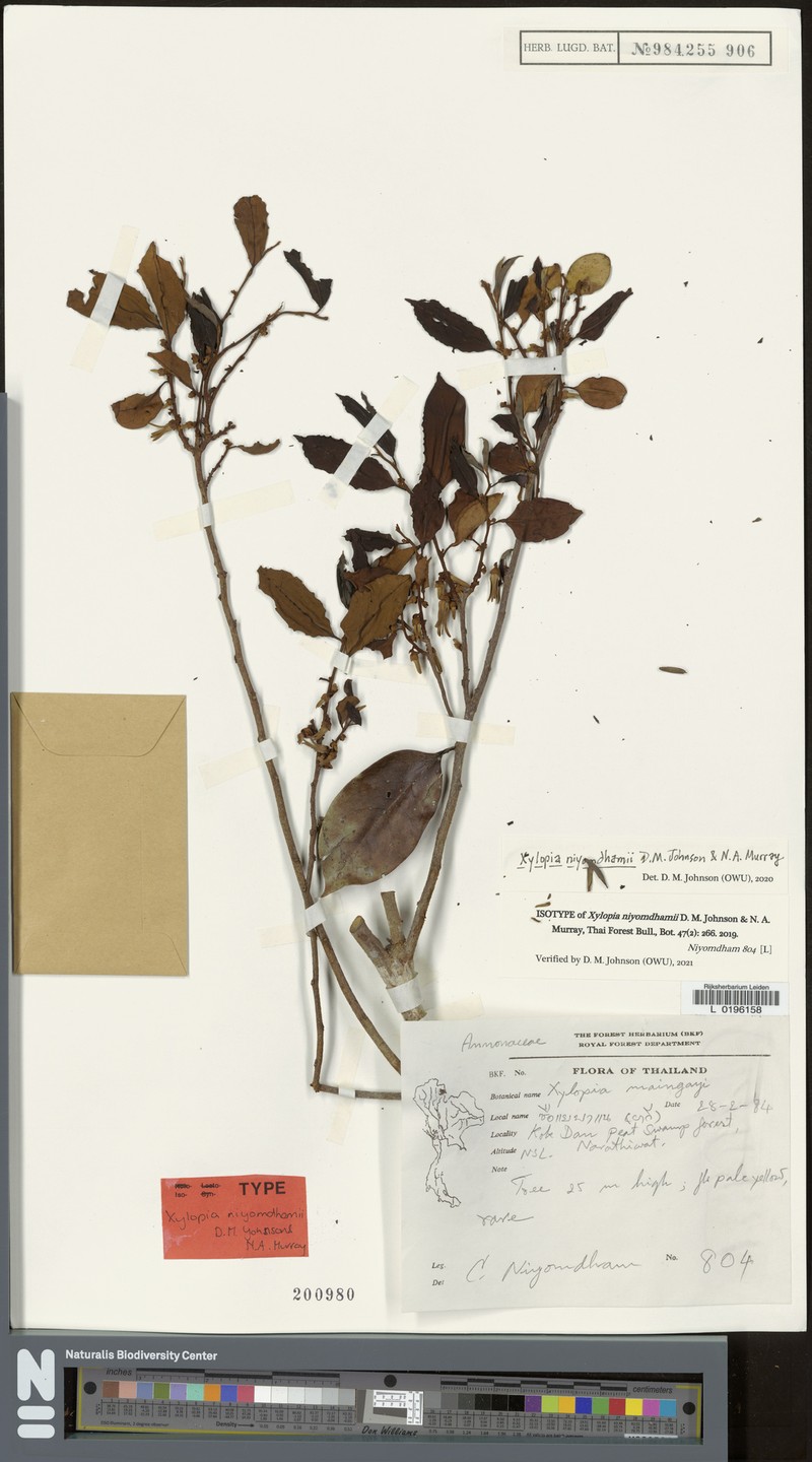 Xylopia niyomdhamii
