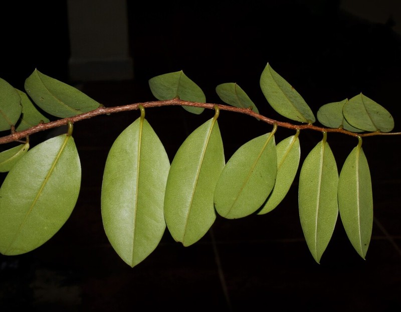 Xylopia obtusifolia