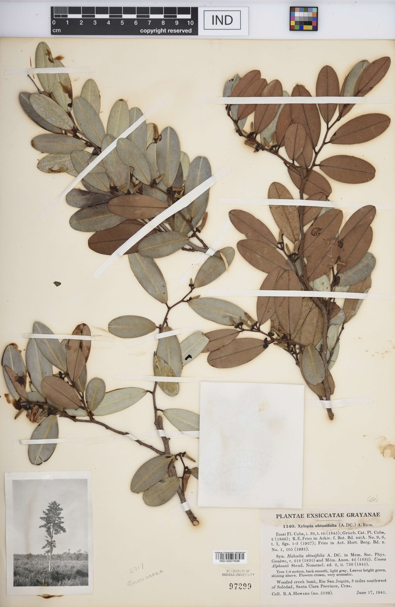 Xylopia obtusifolia photo 2
