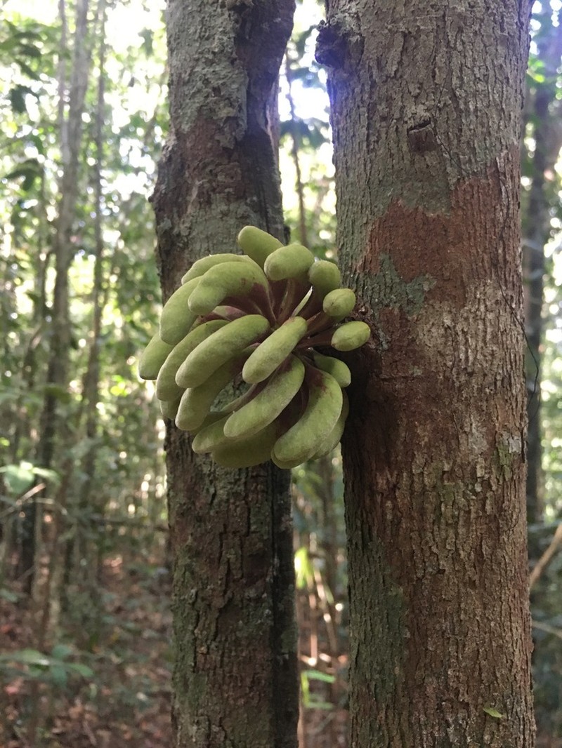 Xylopia ochrantha